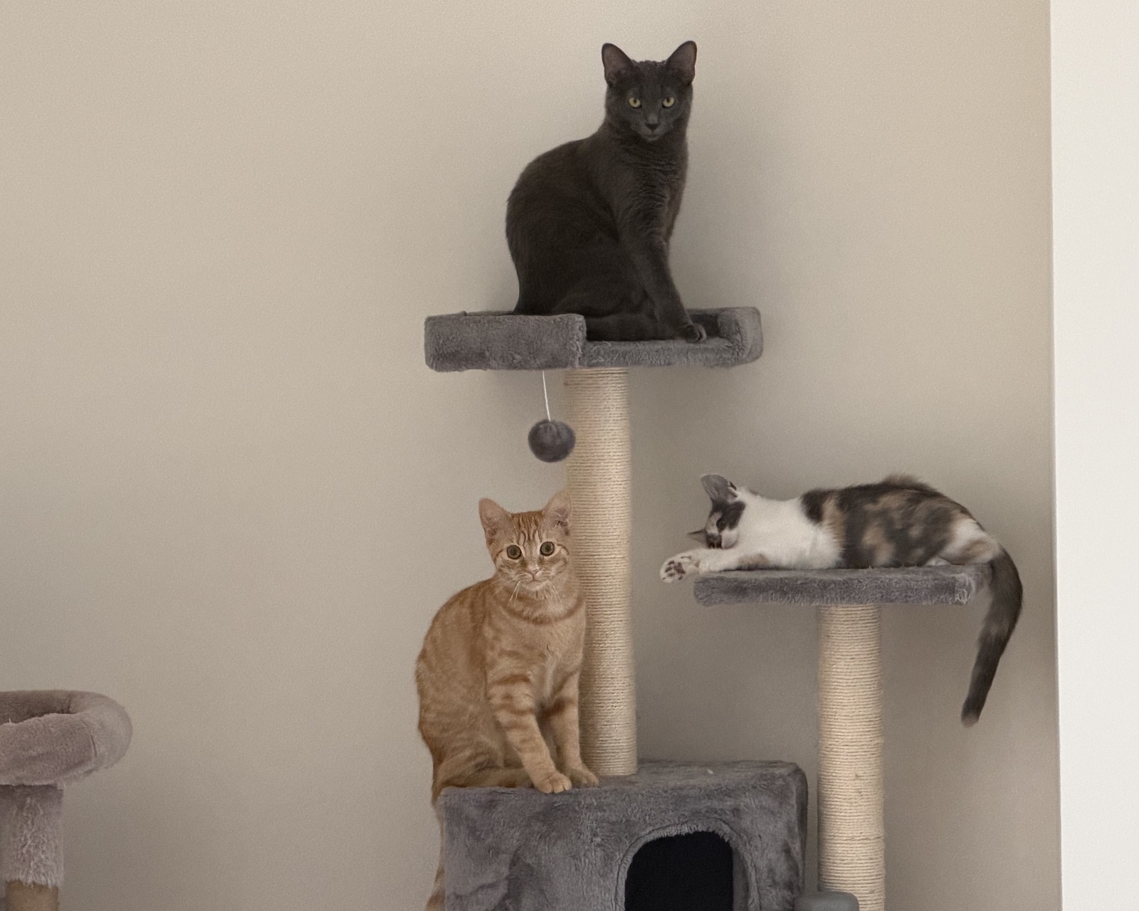 Lab sweeties on a cat tree